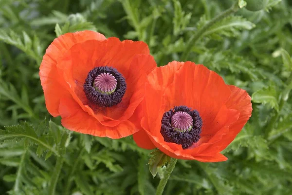 Two Corn Poppy Blooms — Fotografia de Stock