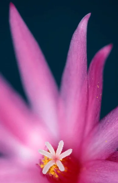 Flor Cacto Rhipsalidopsis Rosea — Fotografia de Stock
