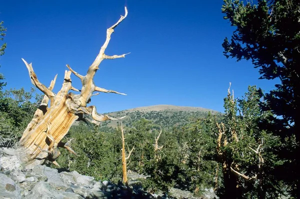 Borstlecone Pine Glacier Valley Great Basin National Park Nevada Usa — Stockfoto