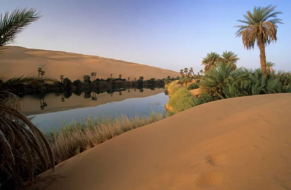 Palm Trees Sand Dunes Lake Erg Ubari Idhan Awbari Libya — Stock Photo, Image