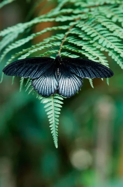 Swallowtail Butterfly Papilio Rumanzovia — Zdjęcie stockowe