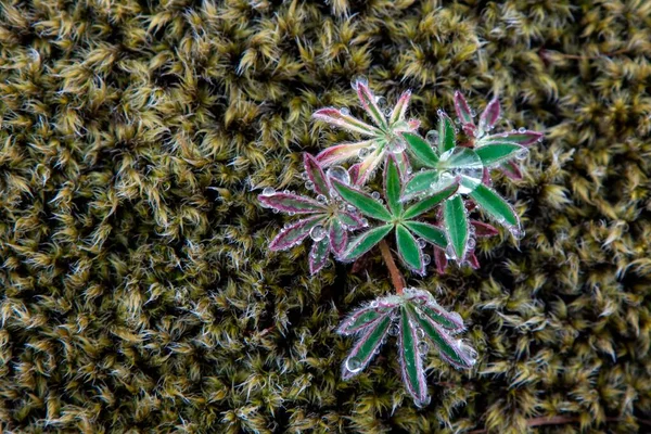 Moss, emerging Lupine (Lupinus), Iceland, Europe