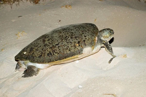 Grüne Schildkröte Strand Des Cape Range National Park Ningaloo Reef — Stockfoto