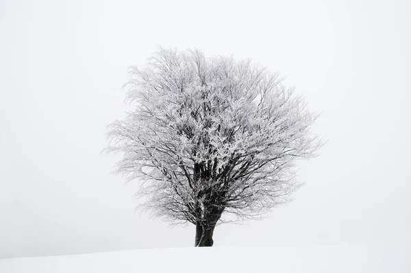 Kışın Buzlu Ağaç Aşağı Saksonya Almanya Avrupa — Stok fotoğraf