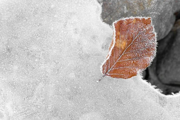 Frozen Hoarfrosted Beech Leaf — Photo