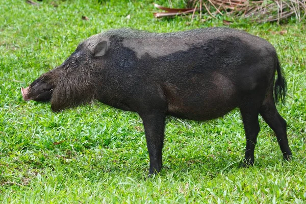 Bearded Pig Sus Barbatus Bako National Park Sarawak Borneo Malaysia — Φωτογραφία Αρχείου