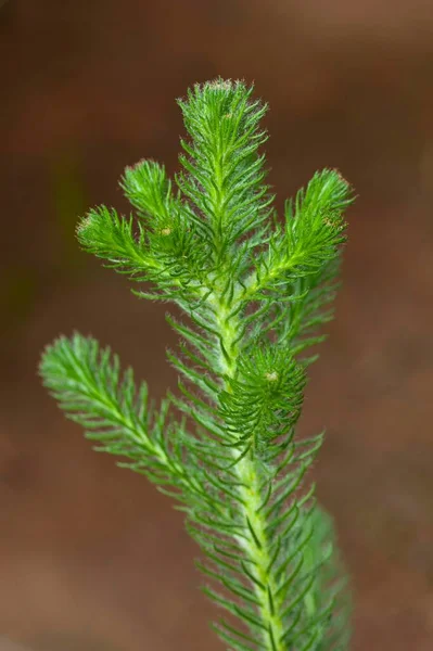 Brunia Albiflora Brunia Albiflora Phillips — Stock Photo, Image