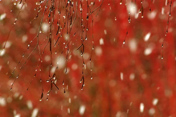 Naked birch branches in the rain on red background