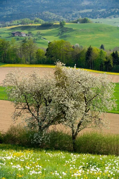 Landscape Blossoming Cherry Tree Prunus Avium Sense District Canton Fribourg — Stockfoto