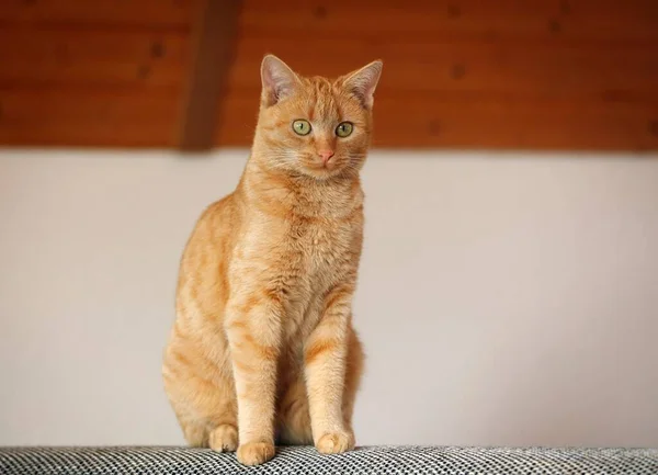 Domestic Cat Sitting Sofa — Stock Photo, Image