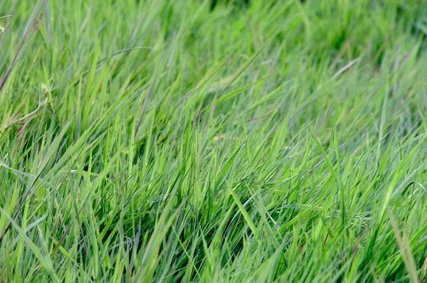 Grasbladeren Van Dichtbij Bekeken — Stockfoto