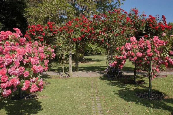 Jardín Rosas Renania Del Norte Westfalia Alemania Rosa Spec —  Fotos de Stock