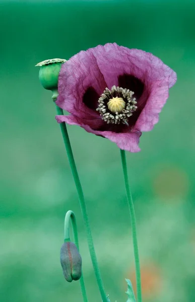 Opium Poppy Flower Close View Summer Concept — Fotografia de Stock