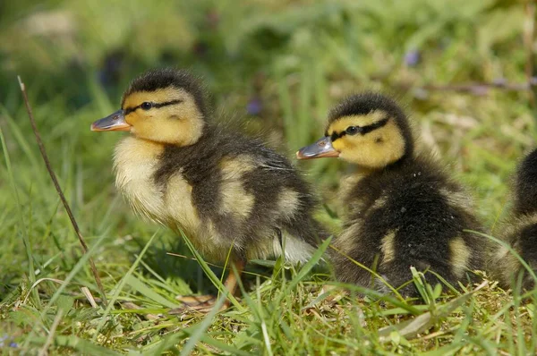 Mallard Patinhos Renânia Norte Vestefália Alemanha Anas Platyrhynchos — Fotografia de Stock