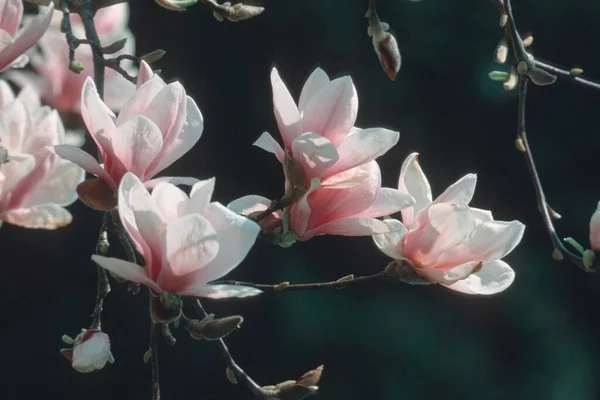 Saucer Magnolia Magnolia Soulangiana — Fotografia de Stock