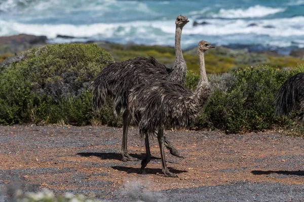 Ostriches Struthio Camelus Two Young Birds Tafelberg National Park Western — Stock Photo, Image