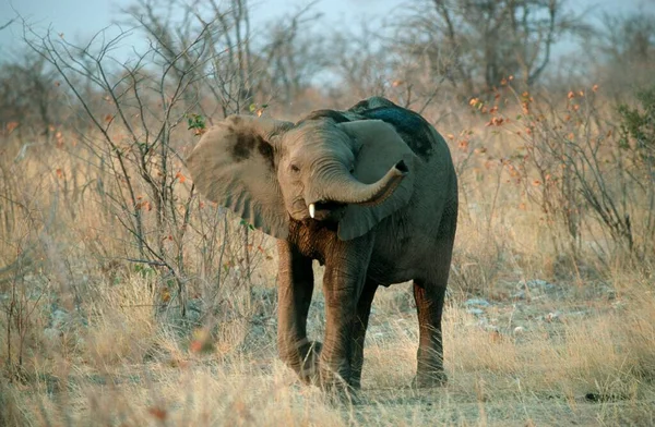 African Elephant Etosha National Park Namibia Loxodonta Africana — Stock Photo, Image