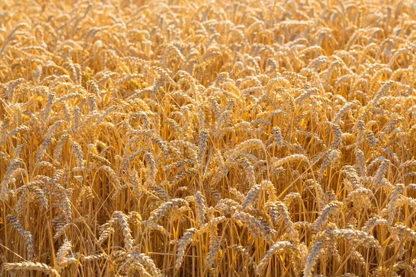 Уитфилд Спелые Колосья Пшеницы Саксония Германия Европа — стоковое фото