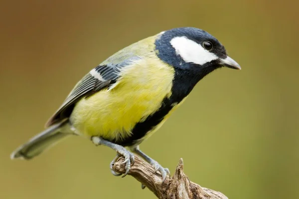 Great Tit Bird Sitting Branch — Φωτογραφία Αρχείου