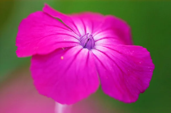 Campion Pink Flower Close View — 图库照片