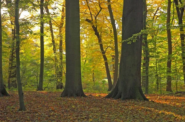 Autumn Coloured Foliage Beech Wood Germany Europe — Photo