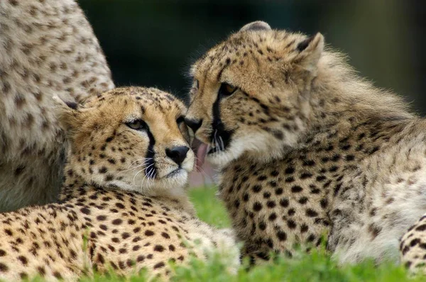 Cheetahs Acinonyx Jubatus Close — Photo