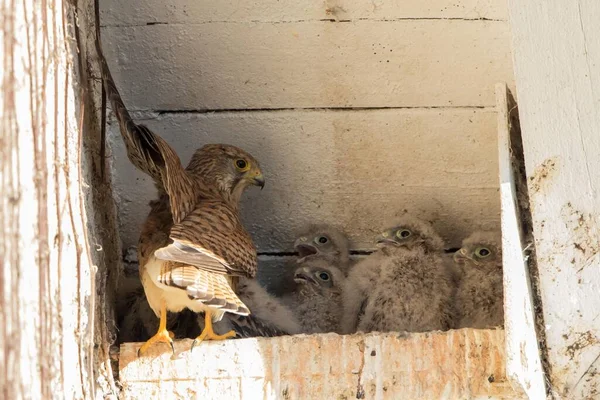 Crécerelle Commun Falco Tinnunculus Femelle Nourrissant Les Jeunes Oiseaux Dans — Photo