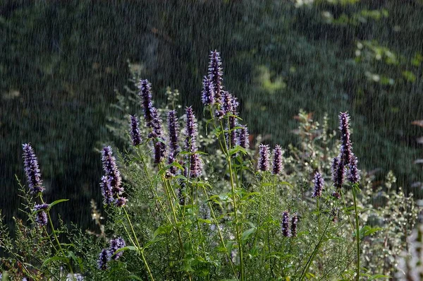 Anise Hyssop Flowers Close View Summer Concept — Stockfoto