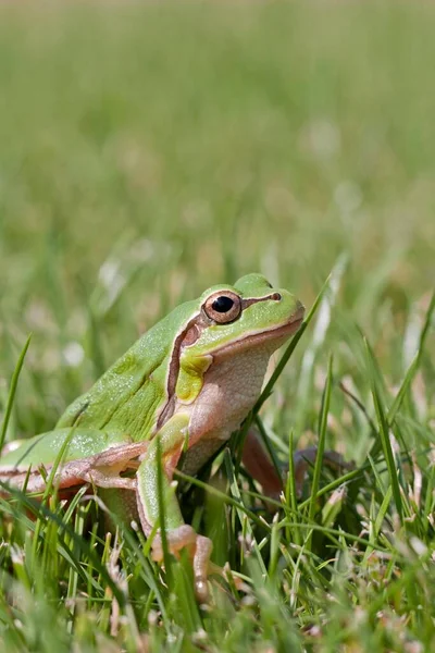 Ein Kleiner Grüner Frosch Gras — Stockfoto