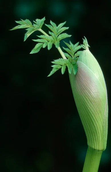 Garden Angelica Βόρεια Ρηνανία Βεστφαλία Γερμανία Angelica Archangelica — Φωτογραφία Αρχείου