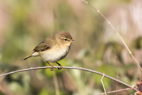 Willow Warbler Branch Hesse Allemagne Europe — Photo