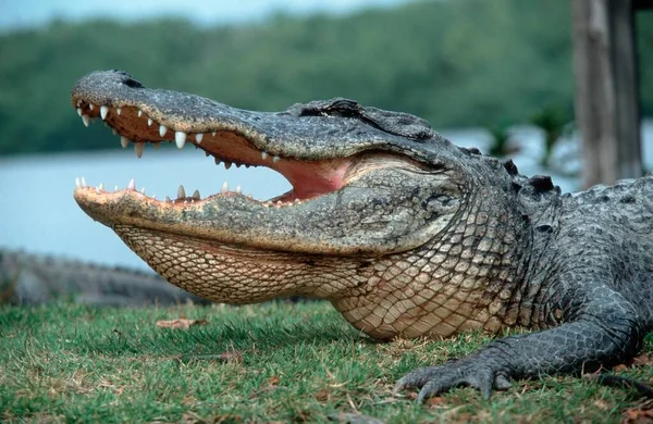 Jacaré Americano Alligator Mississippiensis Everglades National Park Florida Eua América — Fotografia de Stock