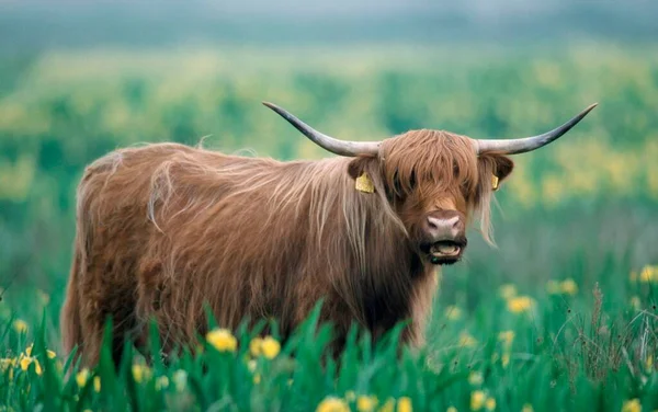 Scottish Highland Cattle Close — Foto Stock