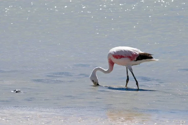 Chilean Flamingo Lat Phoenicopterus Chilensis Laguna Onda Bolivia South America — Foto de Stock