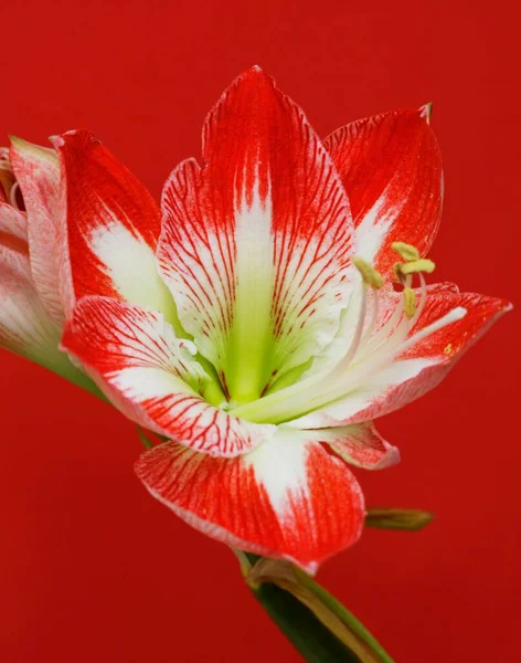 Amaryllis Flower Close View — Stock Photo, Image