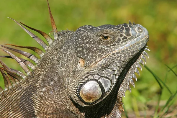 Head Iguana Florida — Stock Photo, Image