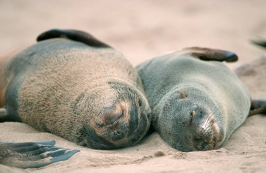 South African Fur Seals (Arctocephalus pusillus), Cape Cross, Namibia, Africa clipart