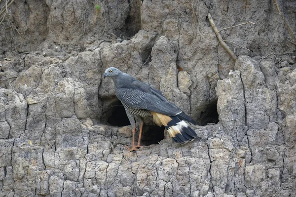Gray Crane Hawk Geranospiza Caerulescens Chovném Doupěti Pantanal Mato Grosso — Stock fotografie