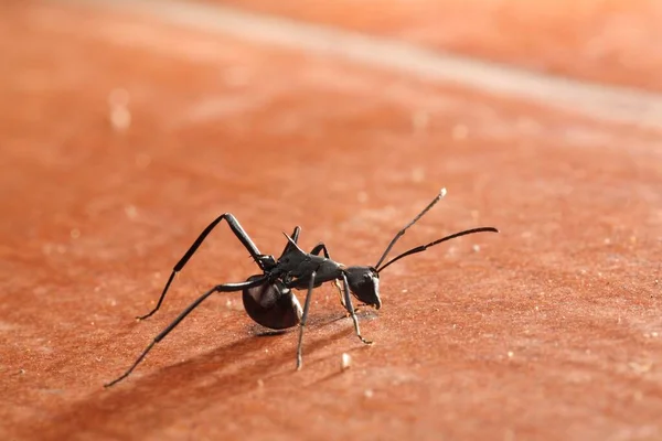 Ant Formicidae Samboja East Kalimantan Borneo Indonesia South East Asia — Stockfoto