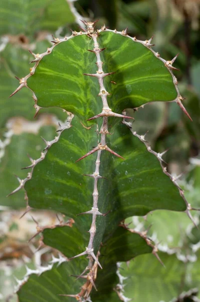 Euphorbia Grandialata Close View — Zdjęcie stockowe