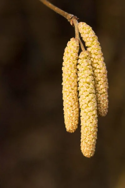 Common Hazel Flowers Corylus Avellana — Stock Photo, Image