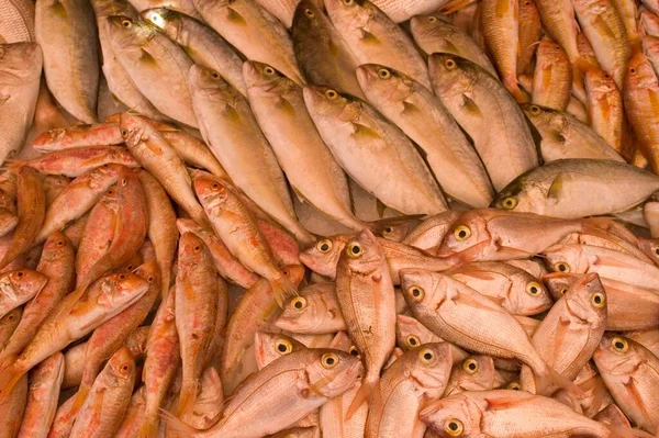 Fish Market Tripoli — Stock Photo, Image