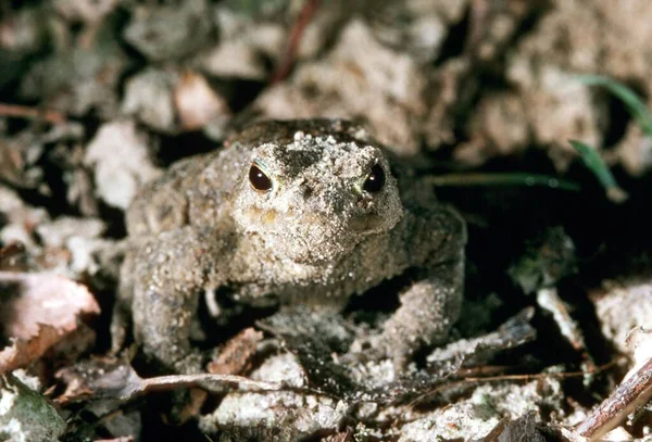 Toad Migration Common Toad Bufo Bufo European Toad Portrait — Stockfoto