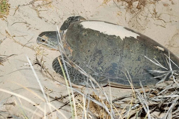 Green Turtle Beach Cape Range National Park Ningaloo Reef Marine — Stockfoto