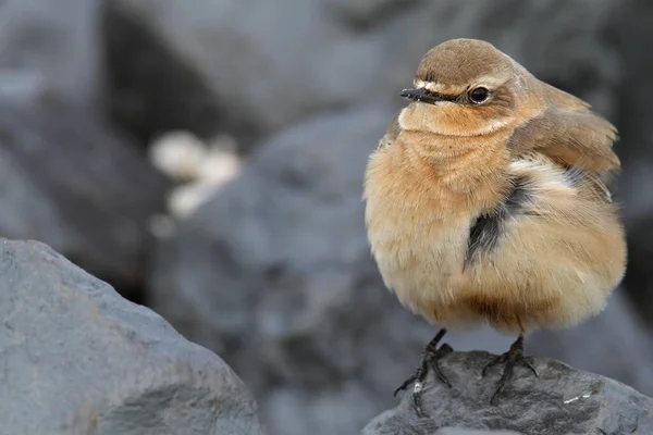 Northern Wheatear East Frisian Islands East Frisia Lower Saxony Germany — стоковое фото