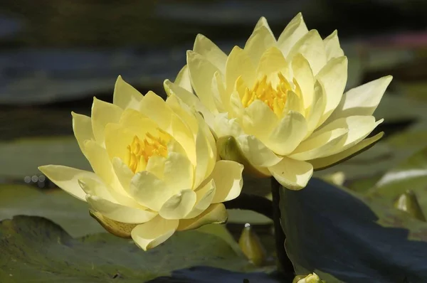 Water Lily Flowers Close View Summer Concept — Stock Photo, Image