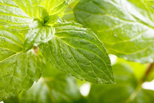 Mint Leaves Close View — Stock Photo, Image
