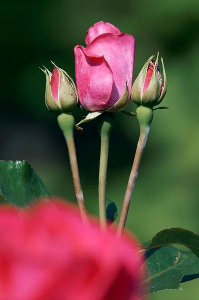 Rose Flowers Close View Summer Concept — Fotografia de Stock