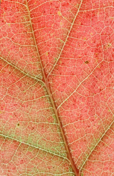 Feuille Chêne Rouge Amérique Détail Quercus Rubra — Photo
