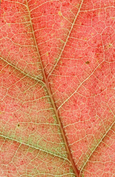 Detalle Hoja Roble Rojo Americano Quercus Rubra — Foto de Stock